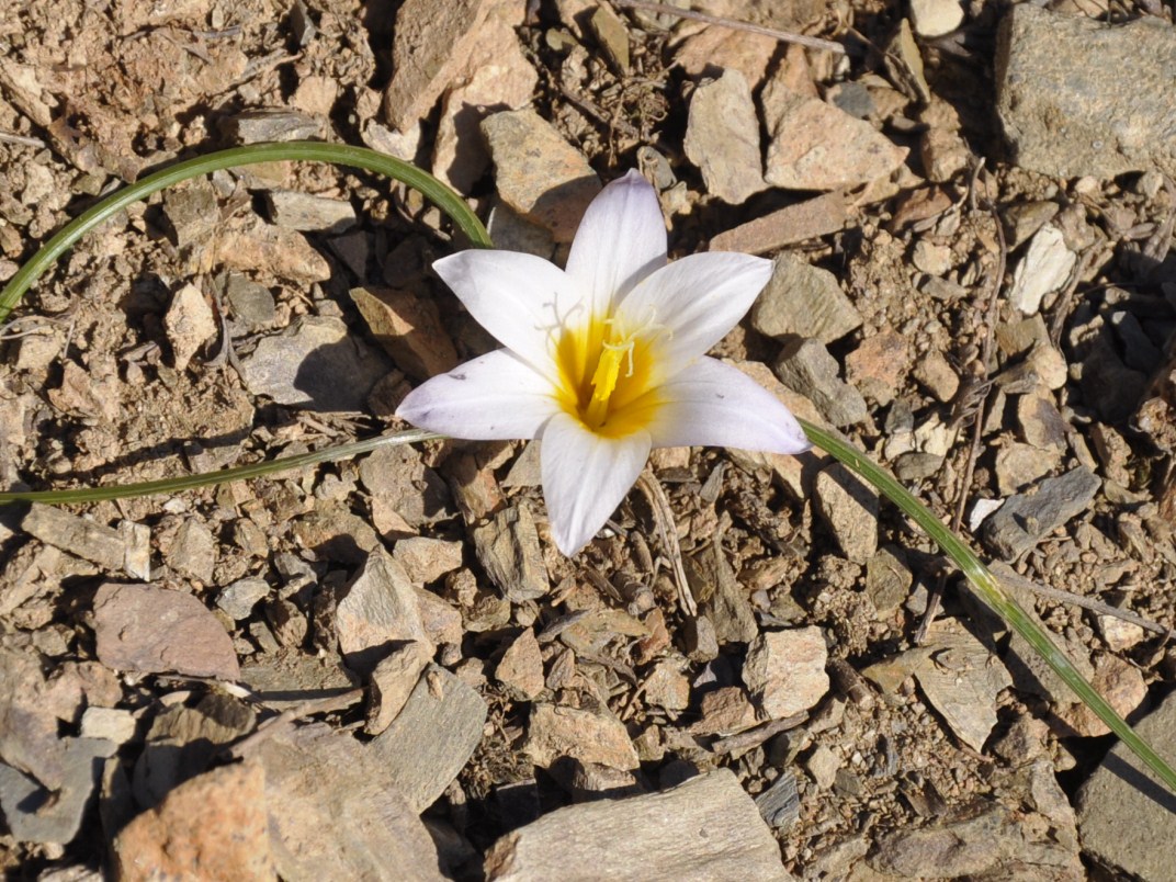 Image of Romulea bulbocodium specimen.