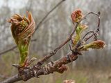 Sorbus amurensis
