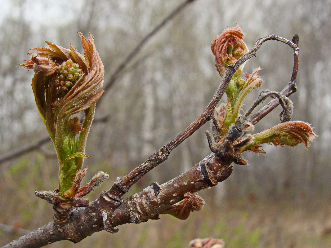 Изображение особи Sorbus amurensis.
