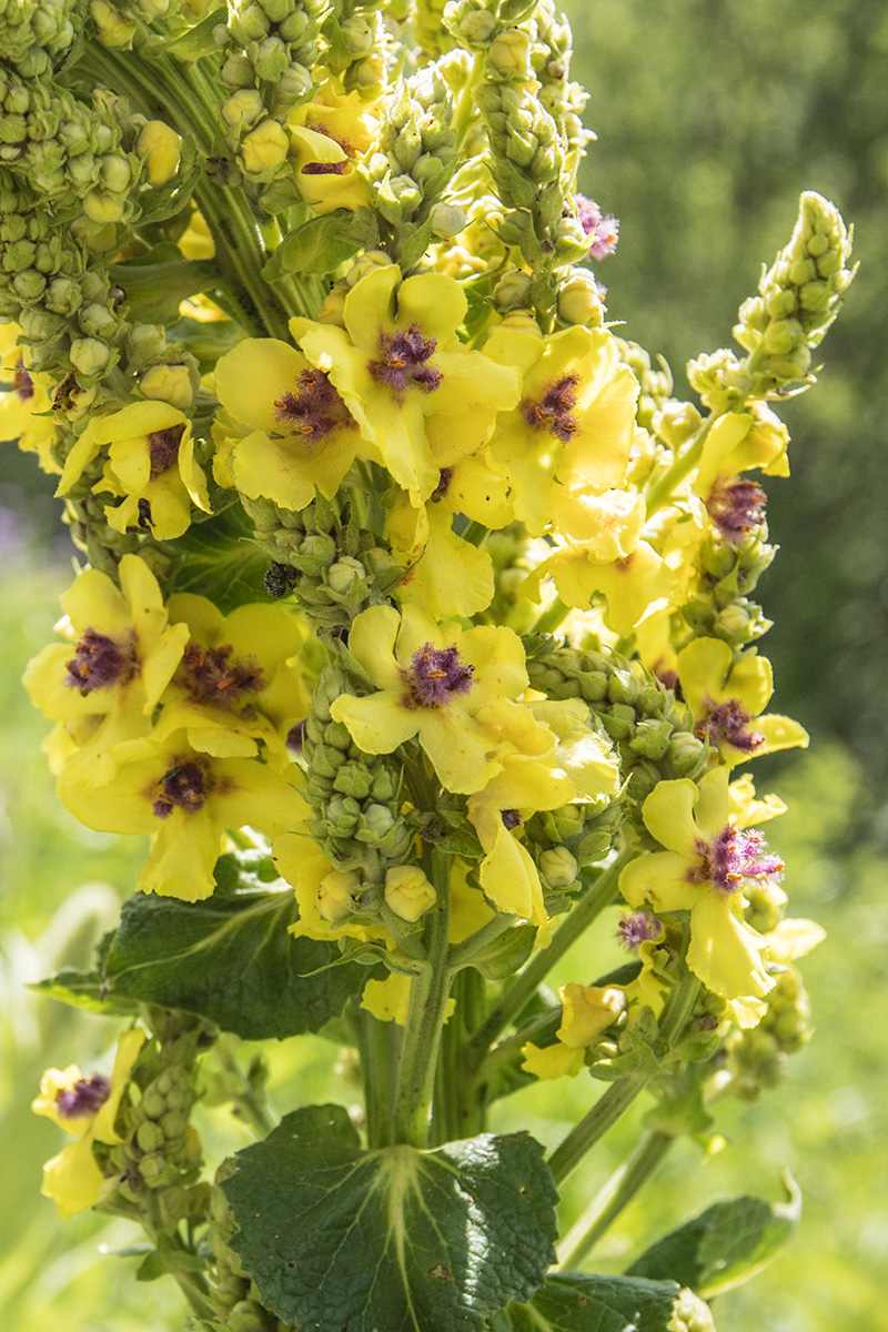 Image of Verbascum pyramidatum specimen.