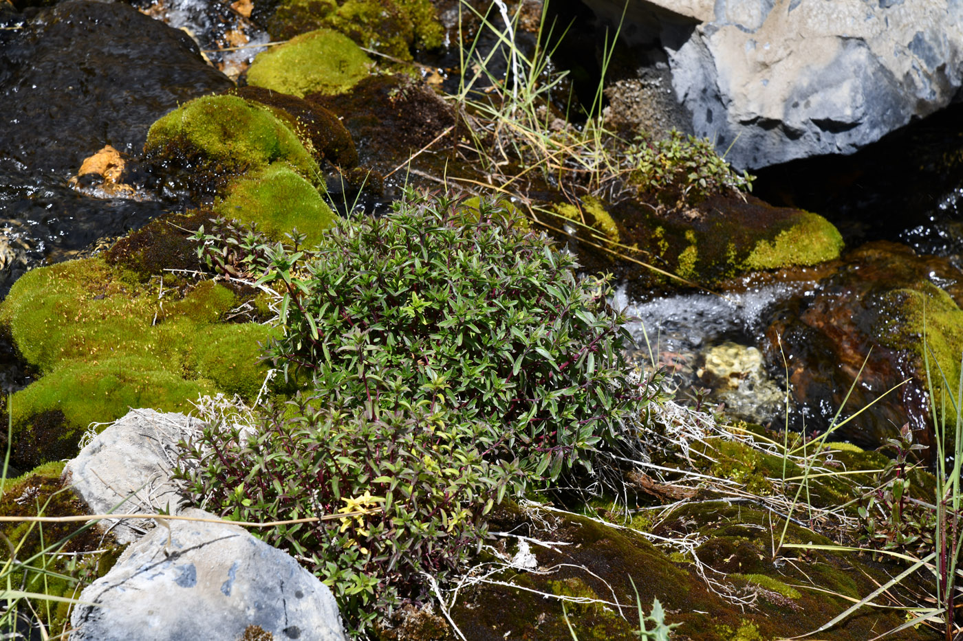 Image of genus Epilobium specimen.