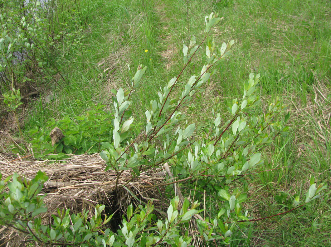 Изображение особи Salix starkeana.