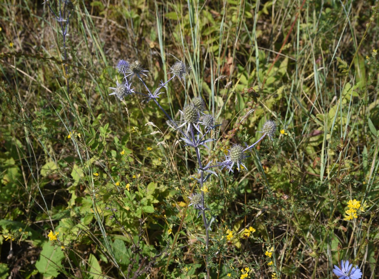 Image of Eryngium planum specimen.