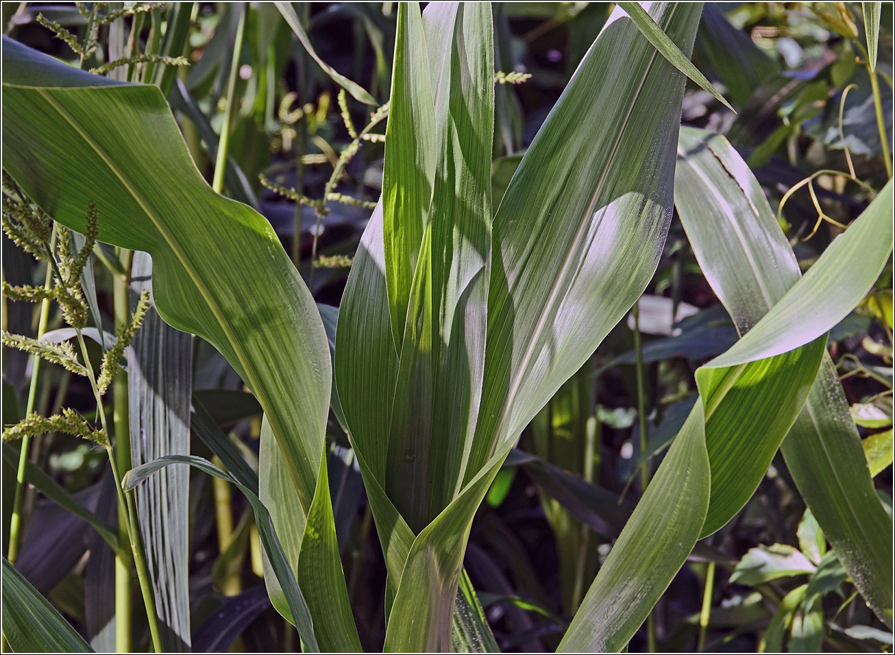 Изображение особи Zea mays.