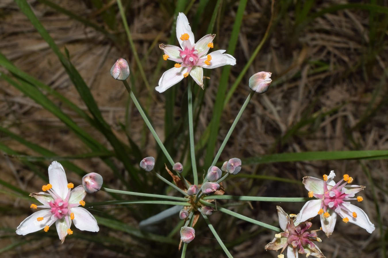 Изображение особи Butomus umbellatus.