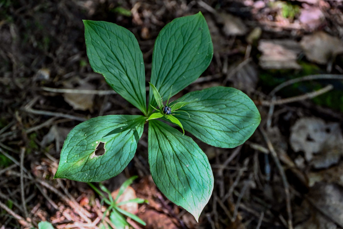 Изображение особи Paris quadrifolia.