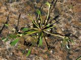 Limosella aquatica