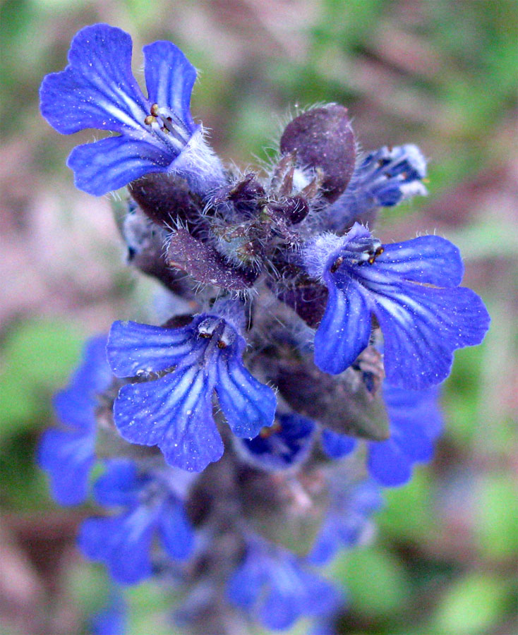 Изображение особи Ajuga reptans.
