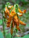 Lathyrus aureus. Соцветие. Крым, городской округ Алушта, окр. Ангарского перевала, просека под ЛЭП. 27.05.2024.