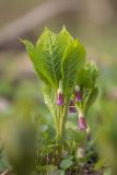 Scopolia caucasica