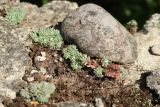 Sedum hispanicum