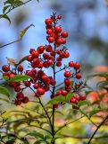 Nandina domestica. Соплодие. Краснодарский край, Сочи, Хостинский р-н, парк \"Дендрарий\", в культуре. 13.03.2025.