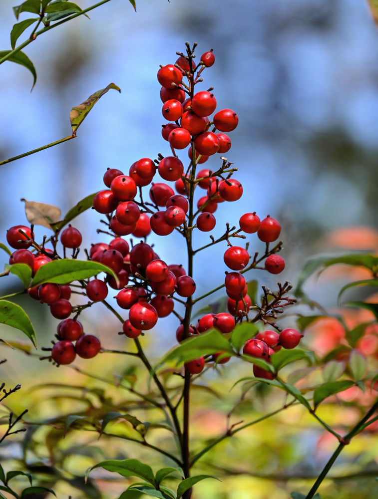 Image of Nandina domestica specimen.