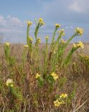 Galatella biflora. Группа отцветающих растений. Ульяновская обл., Мелекесский р-н, верховье сезонной р. Сух. Авраль, остепнённый луг с участками засоления. 16.09.2023.