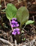 Viola primorskajensis