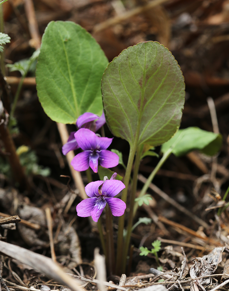 Image of Viola primorskajensis specimen.