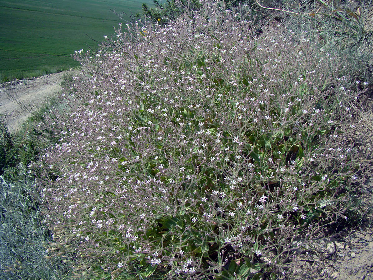 Image of Bolbosaponaria fedtschenkoana specimen.