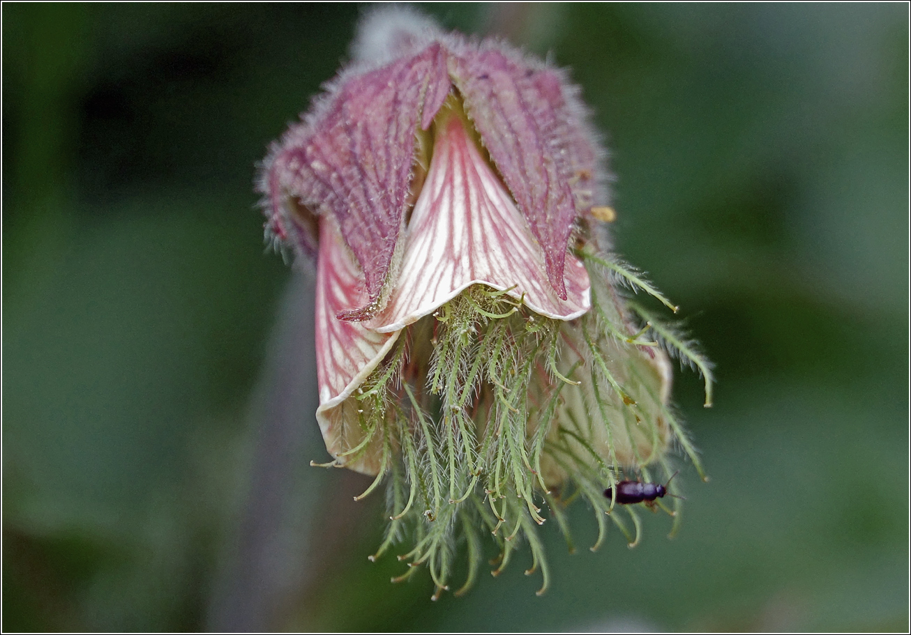 Image of Geum rivale specimen.