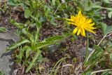 род Taraxacum