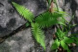Athyriopsis japonica. Вегетирующее растение. Китай, пров. Аньхой, национальный парк \"Хуаншань\", смешанный лес, каменистый участок склона. 29.05.2025.