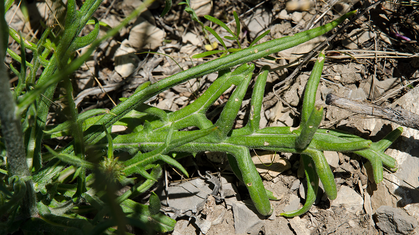 Image of Jurinea ledebourii specimen.