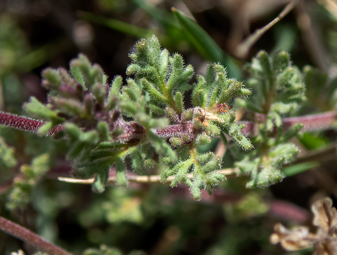 Image of Veronica capsellicarpa specimen.