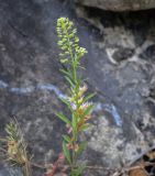 Lepidium virginicum