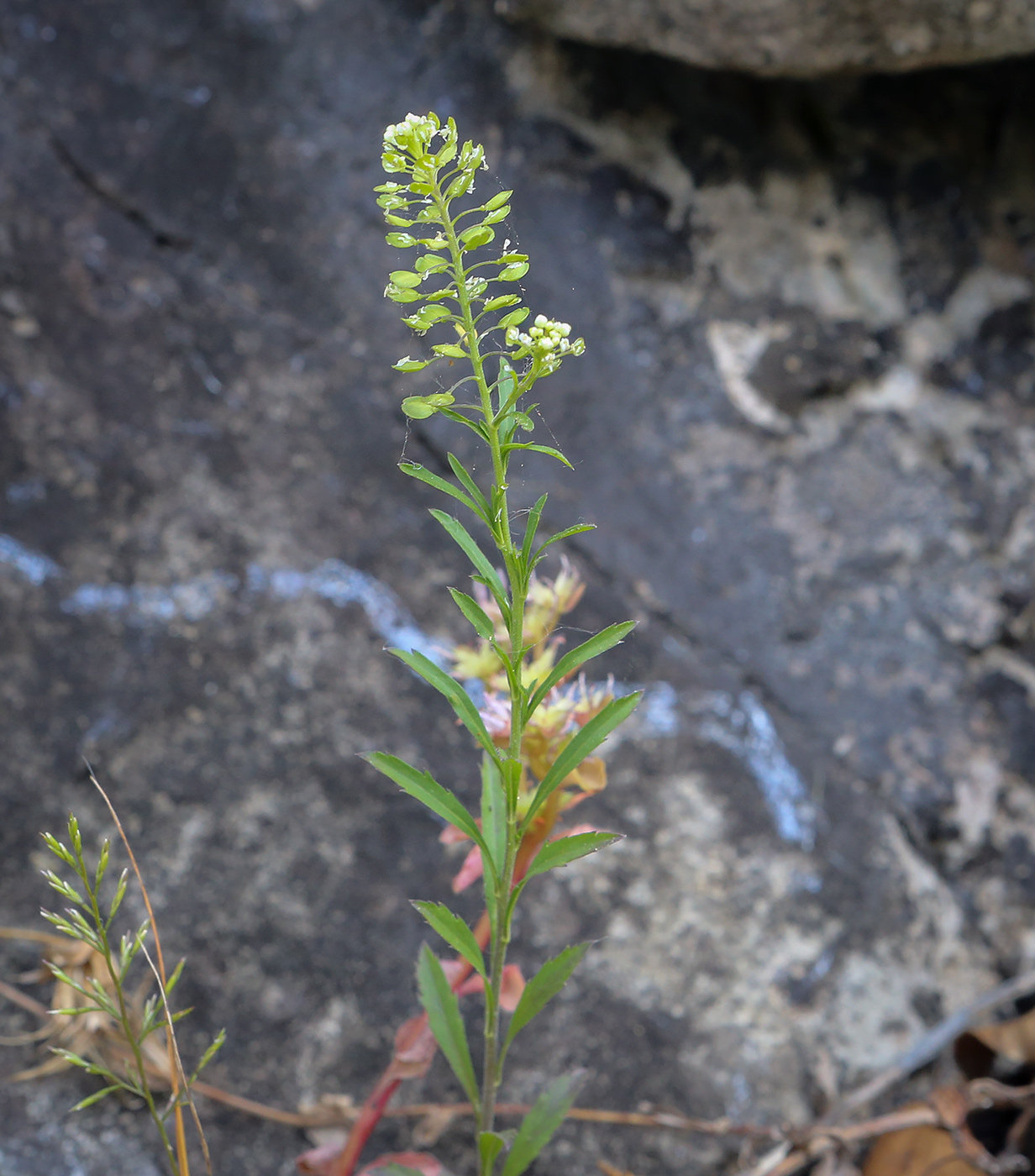 Изображение особи Lepidium virginicum.