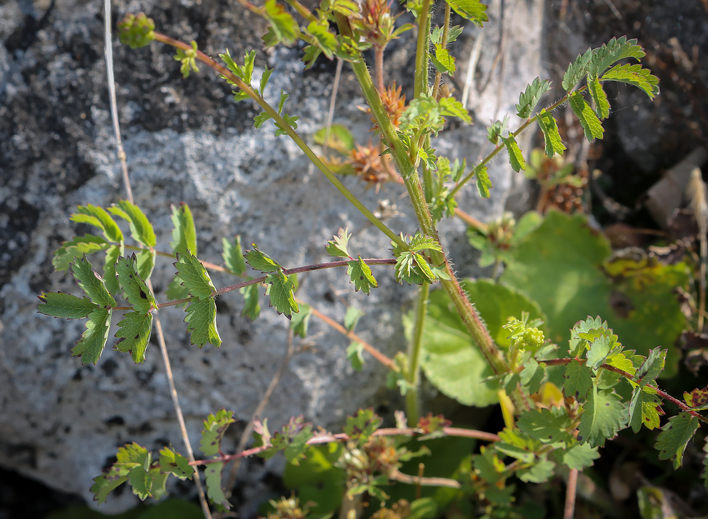 Image of Poterium sanguisorba specimen.