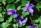 Viola odorata. Цветки и листья. Узбекистан, г. Ташкент, Ботанический сад им. Ф.Н. Русанова. 03.04.2022.