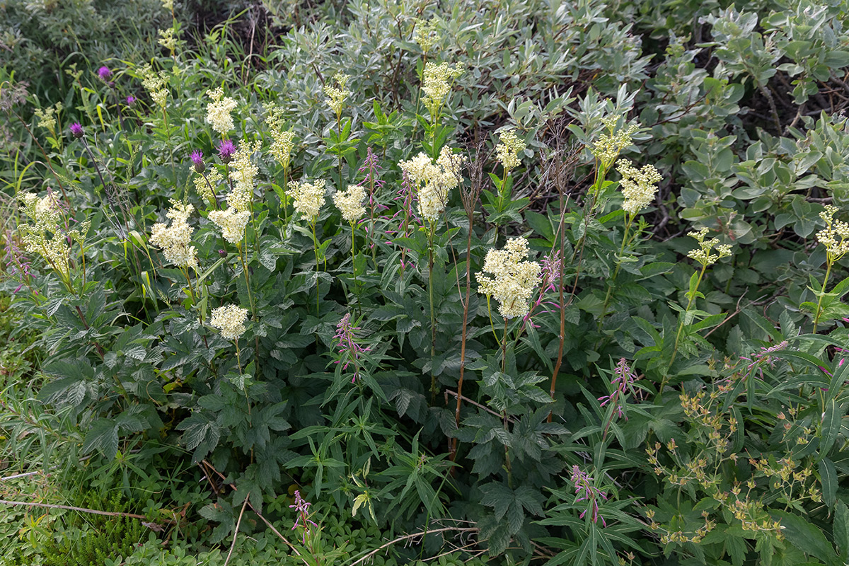 Изображение особи Filipendula ulmaria.