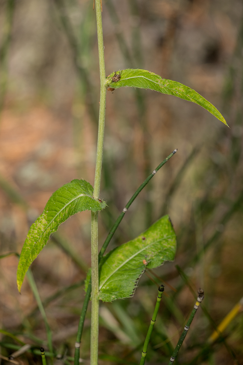 Image of Cirsium heterophyllum specimen.