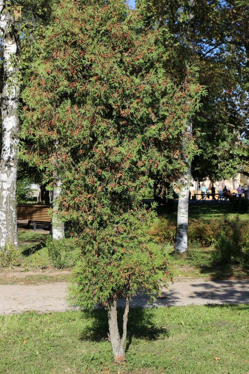 Изображение особи Thuja occidentalis.