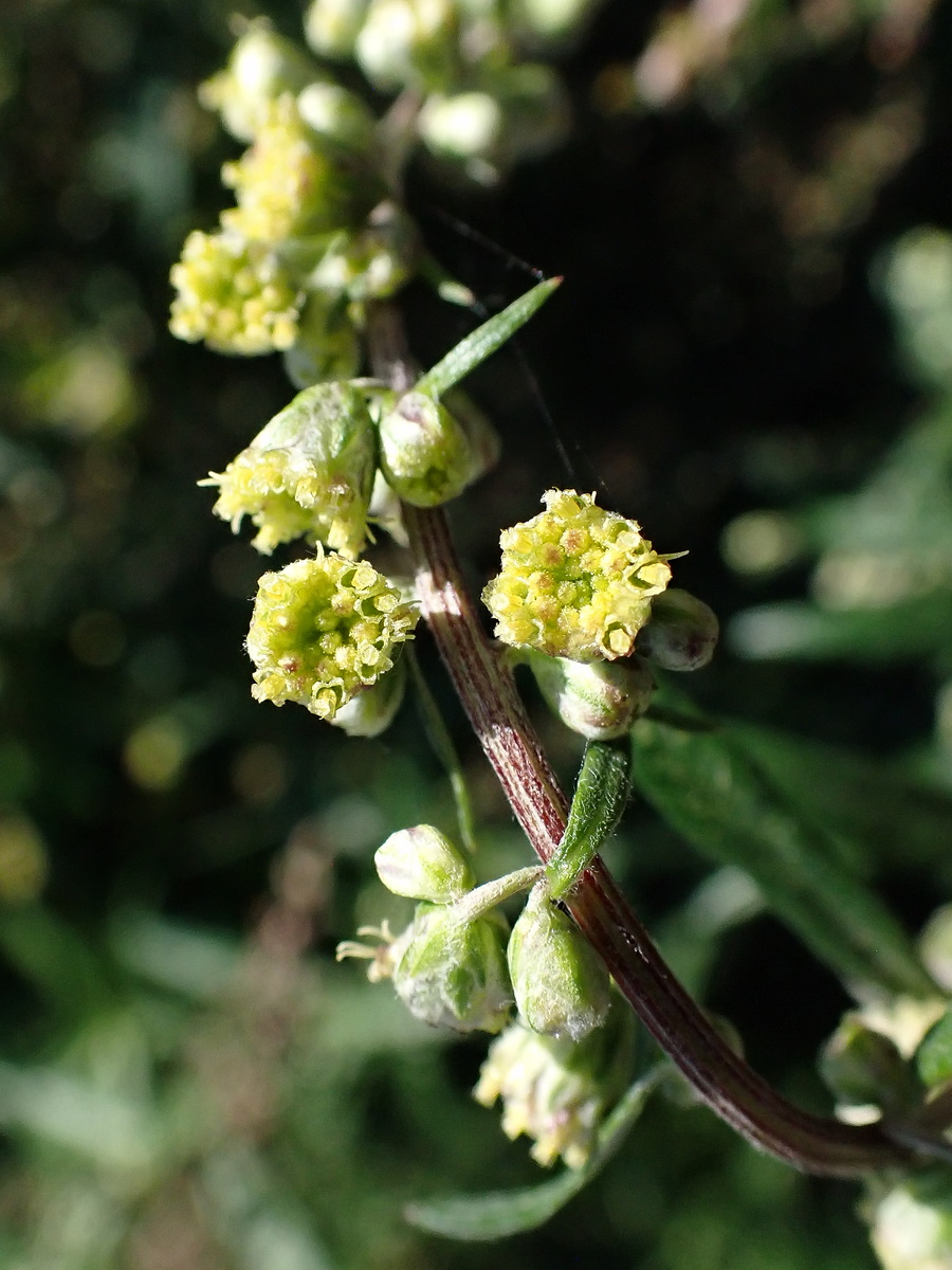 Изображение особи Artemisia integrifolia.