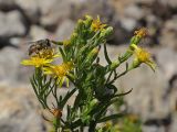 Dittrichia viscosa