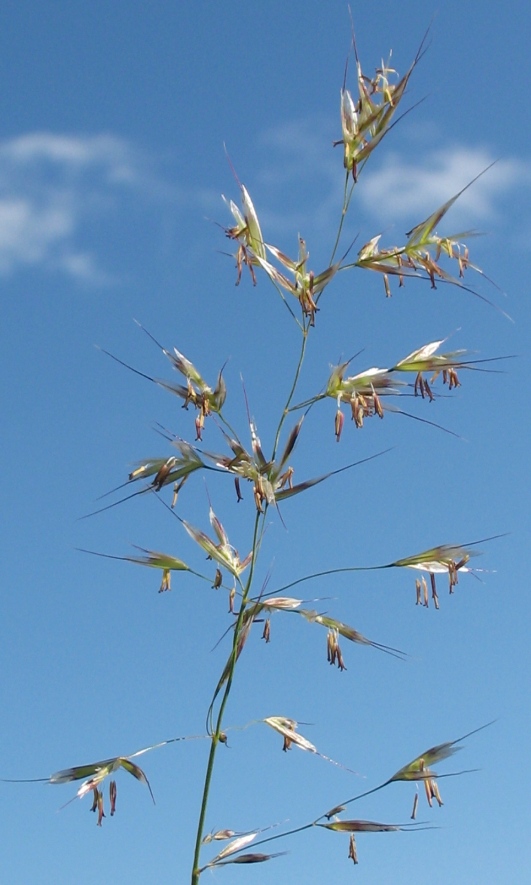 Image of Helictotrichon pubescens specimen.