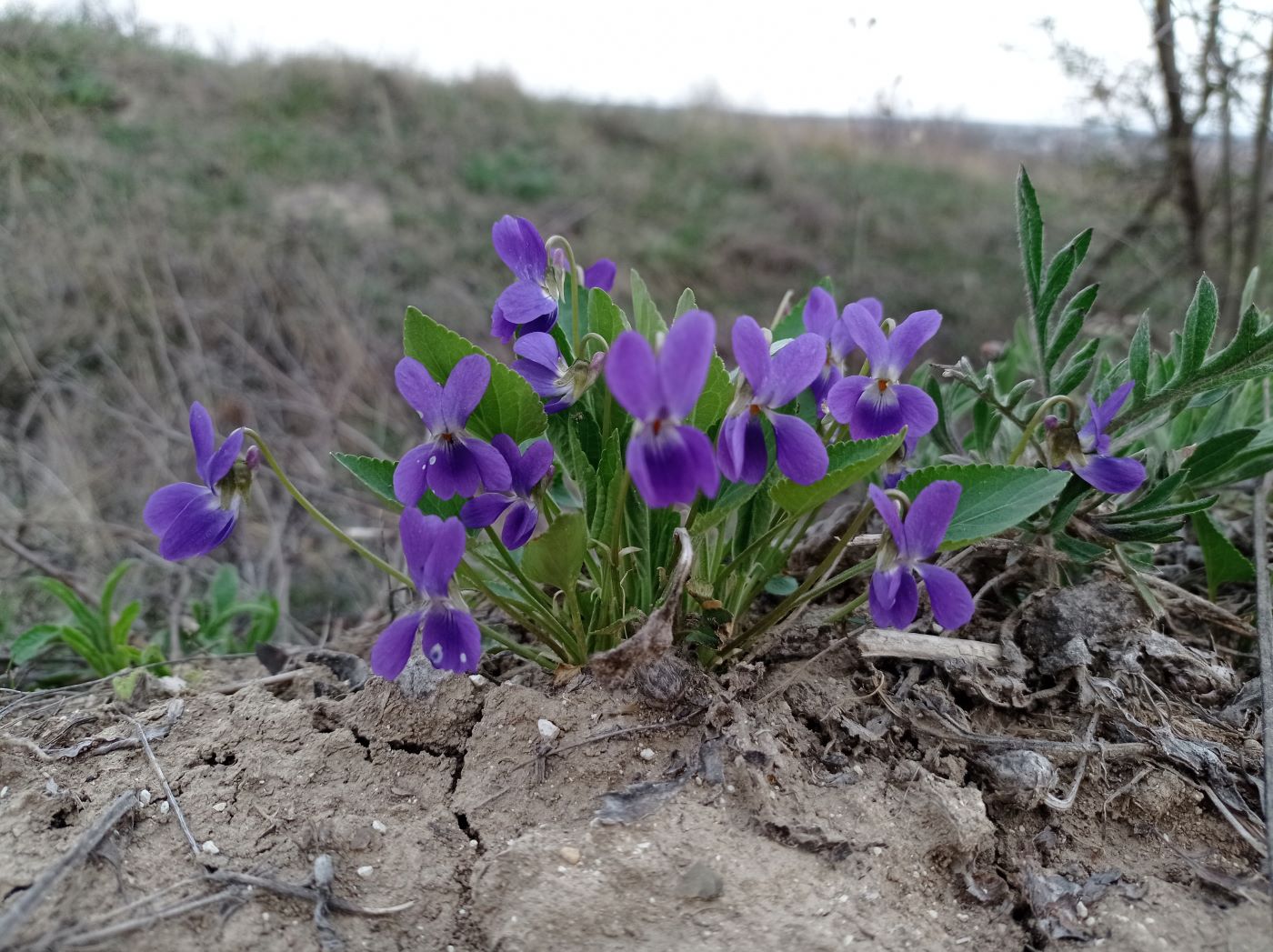 Image of Viola ambigua specimen.