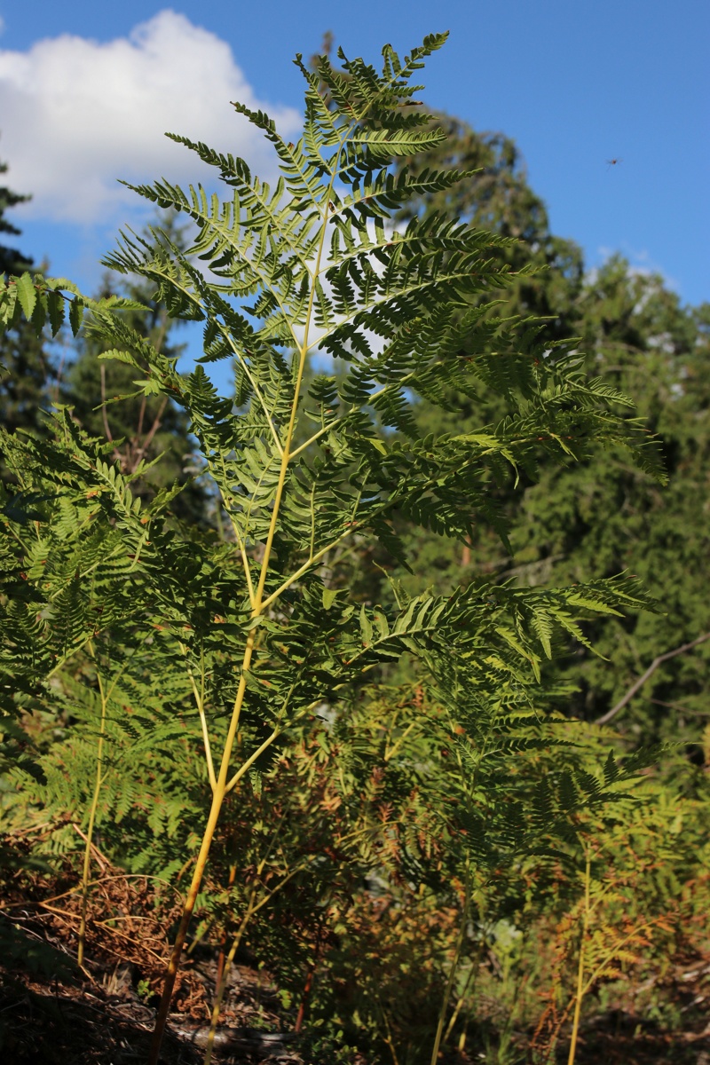 Image of Pteridium pinetorum specimen.
