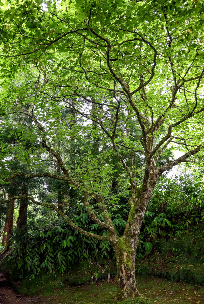 Изображение особи Platanus orientalis.