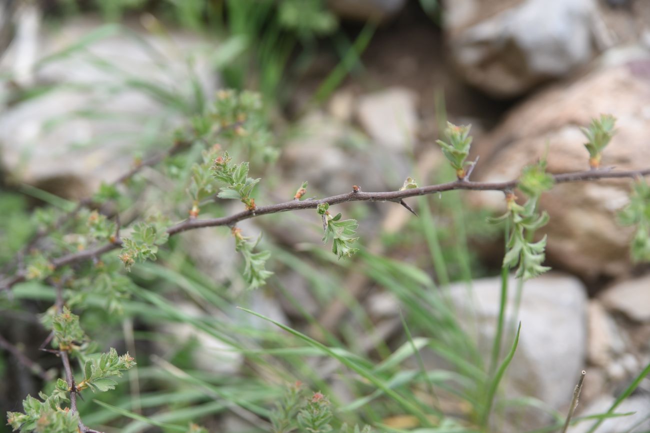 Изображение особи Неопознанный вид.