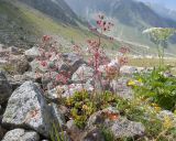 род Saxifraga. Цветущее растение. Кабардино-Балкария, Черекский р-н, дол. р. Псыгансу, ≈ 2400 м н.у.м., донная морена. 29.07.2025.