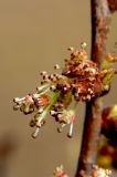 Ulmus laevis. Часть ветви с соцветиями. Белгородская обл. пос. Ракитное, ООПТ \"Урочище Парк\". 18 марта 2024 г.
