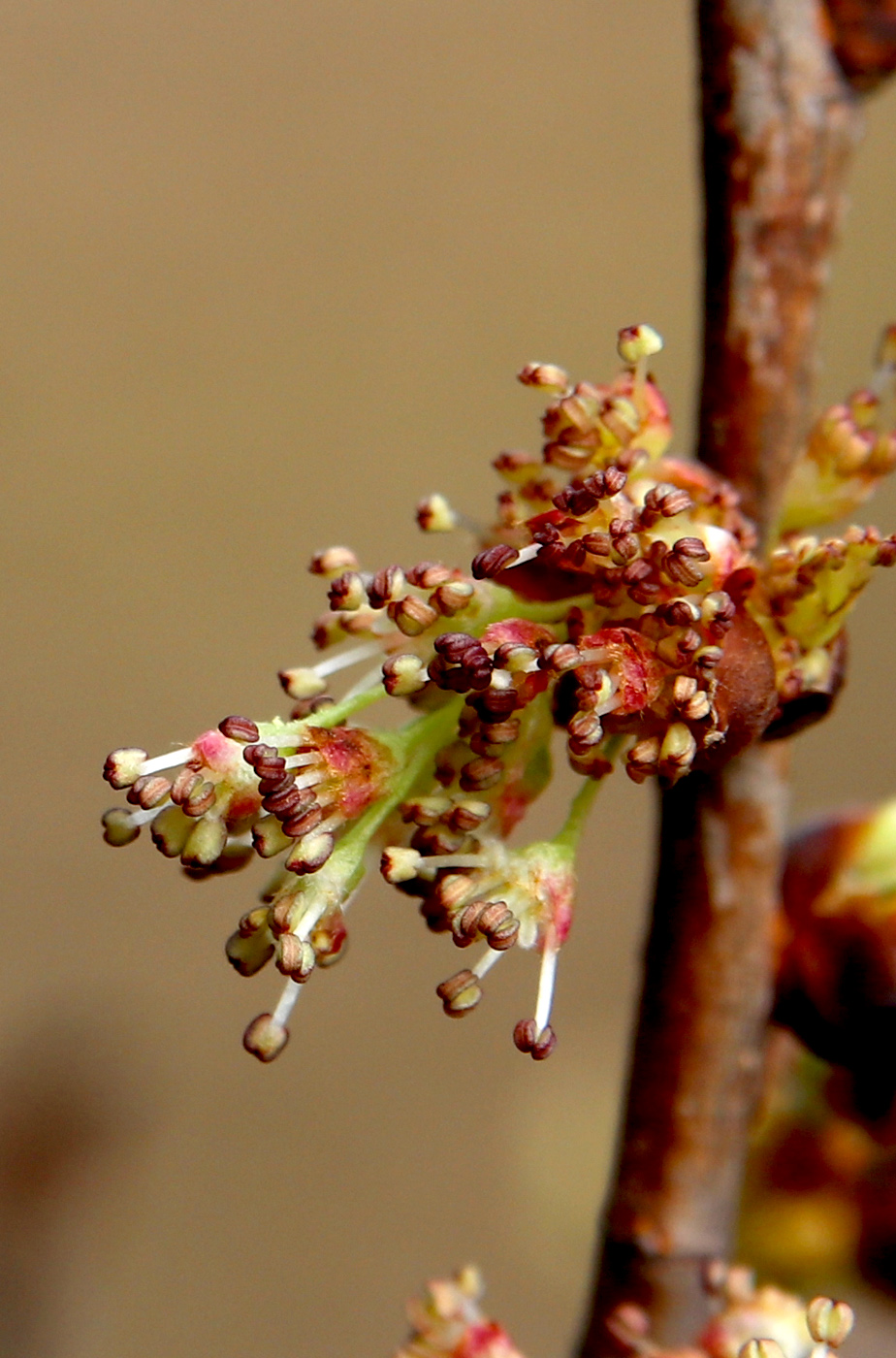 Изображение особи Ulmus laevis.