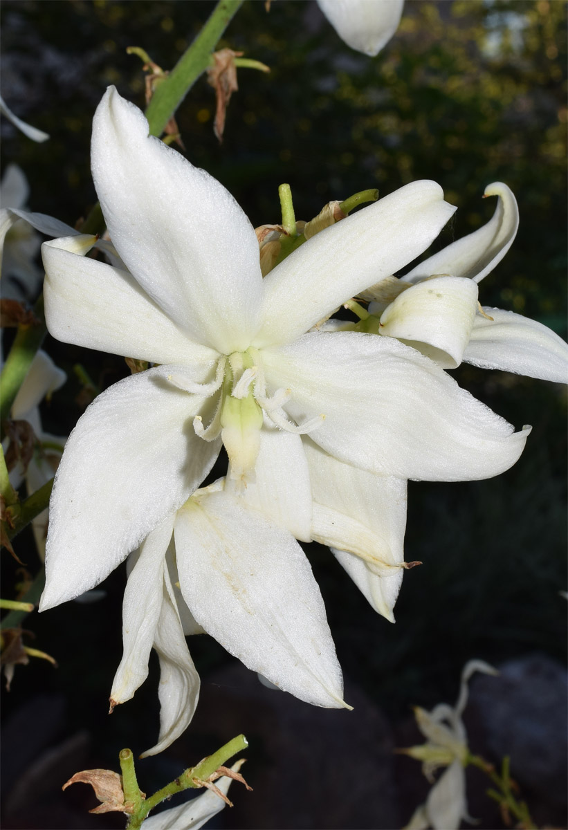 Image of Unknown species specimen.