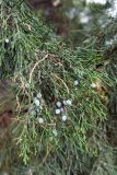 Juniperus virginiana. Верхушка ветви с шишкоягодами. Тракторозаводской р-н, пос. Латошинка. 03.09.2024.