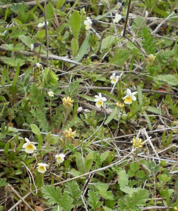 Image of Viola arvensis specimen.