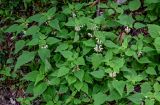 Lamium barbatum