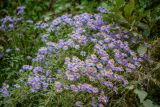 Aster maackii. Верхушки цветущих растений. Приморский край, Лазовский р-н, падь Синегорская, у дороги. 17.09.2025.