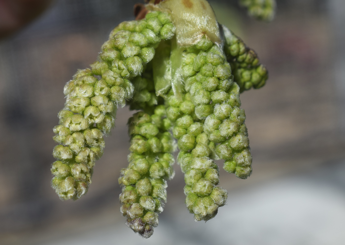 Изображение особи Morus alba.