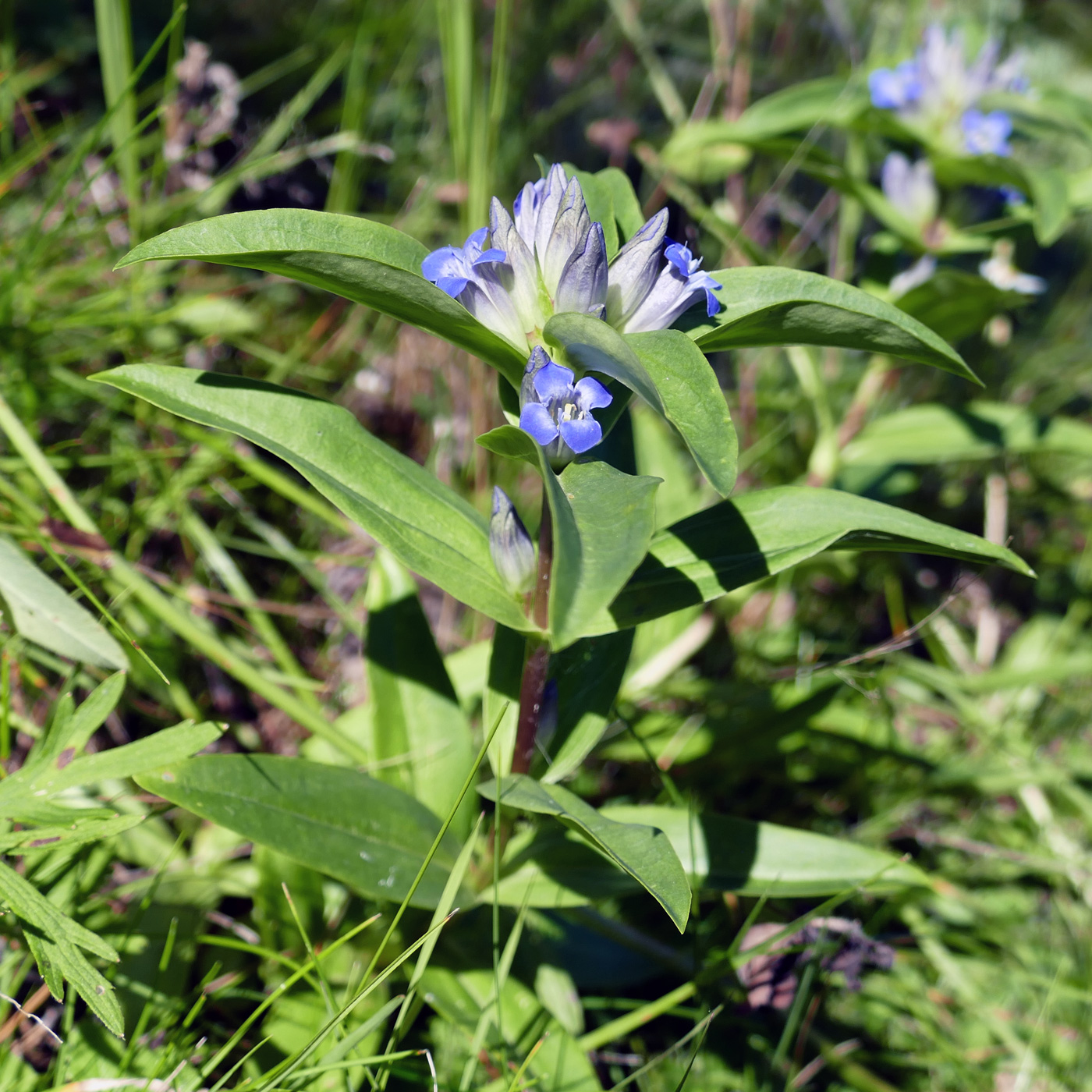 Изображение особи Gentiana cruciata.